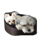 犬と亀（個別スタンプ：2）