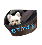 犬と亀（個別スタンプ：3）