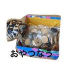 犬と亀（個別スタンプ：4）