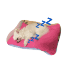 犬と亀（個別スタンプ：5）