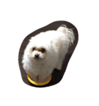 犬と亀（個別スタンプ：7）