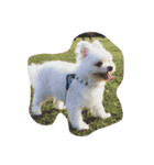 犬と亀（個別スタンプ：10）