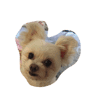 犬と亀（個別スタンプ：14）