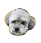 犬と亀（個別スタンプ：15）