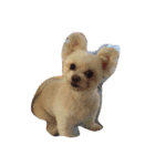 犬と亀（個別スタンプ：16）