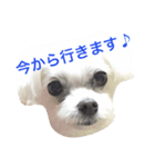 犬のぷぅ（個別スタンプ：1）