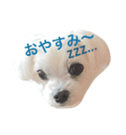 犬のぷぅ（個別スタンプ：2）
