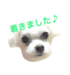 犬のぷぅ（個別スタンプ：3）