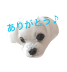 犬のぷぅ（個別スタンプ：4）