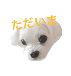 犬のぷぅ（個別スタンプ：5）