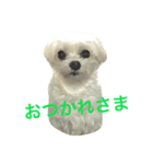 犬のぷぅ（個別スタンプ：6）