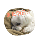 犬のぷぅ（個別スタンプ：8）