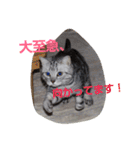 Ginn's sticker（個別スタンプ：24）