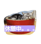 Ginn's sticker（個別スタンプ：26）