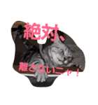 Ginn's sticker（個別スタンプ：31）