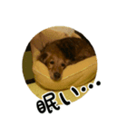 I'm perfume（個別スタンプ：3）