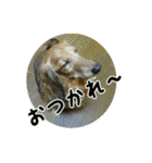I'm perfume（個別スタンプ：7）