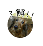 I'm perfume（個別スタンプ：11）