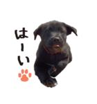 黒ラブ子犬のラプ（個別スタンプ：1）