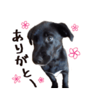 黒ラブ子犬のラプ（個別スタンプ：2）