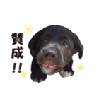 黒ラブ子犬のラプ（個別スタンプ：3）