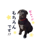 黒ラブ子犬のラプ（個別スタンプ：5）