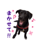 黒ラブ子犬のラプ（個別スタンプ：6）