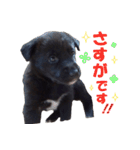 黒ラブ子犬のラプ（個別スタンプ：7）