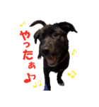 黒ラブ子犬のラプ（個別スタンプ：8）