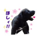 黒ラブ子犬のラプ（個別スタンプ：9）