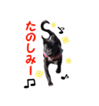 黒ラブ子犬のラプ（個別スタンプ：10）