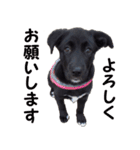 黒ラブ子犬のラプ（個別スタンプ：11）
