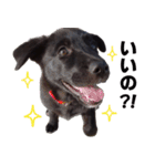 黒ラブ子犬のラプ（個別スタンプ：12）