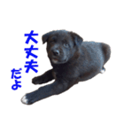 黒ラブ子犬のラプ（個別スタンプ：13）