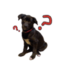 黒ラブ子犬のラプ（個別スタンプ：15）