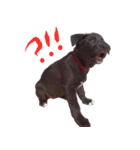 黒ラブ子犬のラプ（個別スタンプ：16）