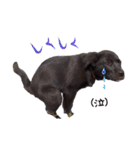 黒ラブ子犬のラプ（個別スタンプ：18）