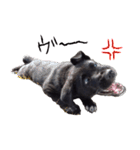 黒ラブ子犬のラプ（個別スタンプ：20）