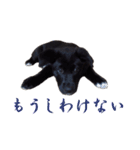 黒ラブ子犬のラプ（個別スタンプ：22）