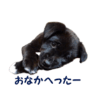 黒ラブ子犬のラプ（個別スタンプ：24）