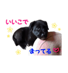 黒ラブ子犬のラプ（個別スタンプ：25）