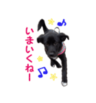 黒ラブ子犬のラプ（個別スタンプ：27）