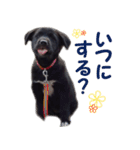 黒ラブ子犬のラプ（個別スタンプ：34）