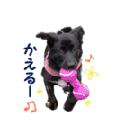 黒ラブ子犬のラプ（個別スタンプ：35）