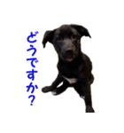 黒ラブ子犬のラプ（個別スタンプ：36）