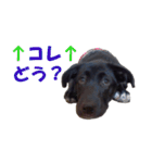 黒ラブ子犬のラプ（個別スタンプ：37）