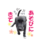 黒ラブ子犬のラプ（個別スタンプ：38）
