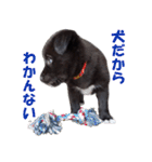 黒ラブ子犬のラプ（個別スタンプ：39）