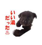 黒ラブ子犬のラプ（個別スタンプ：40）