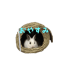 ゆきとココアの日常 挨拶（個別スタンプ：3）